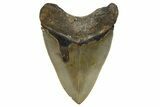 Serrated, Fossil Megalodon Tooth - North Carolina #345653-2